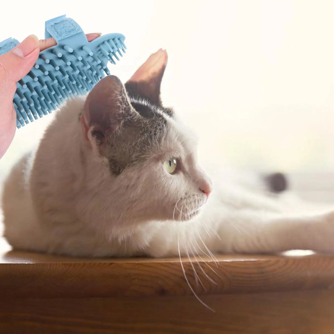 Silicone Pet Grooming Brush Cat Wall Corner Massager Self Cleaning Comb Removes Shed Hair Gentle Skin Friendly Design